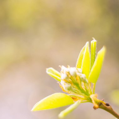 Bulanık çiçek arkaplanı. Dolu çiçekler ve orman ağacının ilk yaprakları. Bahar, ziyafet, kutlama ve güzel çiçek dekorasyonu konsepti. Yumuşak seçici odaklı yakın plan