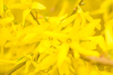 Bulanık çiçek arkaplanı. Dolu çiçekler ve orman ağacının ilk yaprakları. Bahar, ziyafet, kutlama ve güzel çiçek dekorasyonu konsepti. Yumuşak seçici bir odak ile yakın çekim. Ayarlanmış