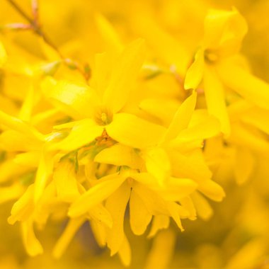 Bulanık çiçek arkaplanı. Dolu çiçekler ve orman ağacının ilk yaprakları. Bahar, ziyafet, kutlama ve güzel çiçek dekorasyonu konsepti. Yumuşak seçici bir odak ile yakın çekim. Ayarlanmış