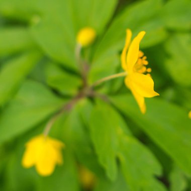 Bulanık çiçek arkaplanı. Dolu çiçekler ve orman ağacının ilk yaprakları. Bahar, ziyafet, kutlama ve güzel çiçek dekorasyonu konsepti. Yumuşak seçici odaklı yakın plan