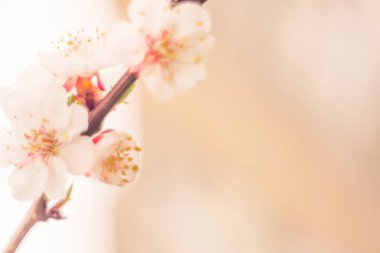 Bulanık çiçek arkaplanı. Dolu çiçekler ve orman ağacının ilk yaprakları. Bahar, ziyafet, kutlama ve güzel çiçek dekorasyonu konsepti. Yumuşak seçici bir odak ile yakın çekim. Ayarlanmış