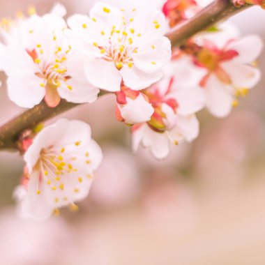 Bulanık çiçek arkaplanı. Dolu çiçekler ve orman ağacının ilk yaprakları. Bahar, ziyafet, kutlama ve güzel çiçek dekorasyonu konsepti. Yumuşak seçici odaklı yakın plan