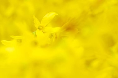 Bulanık çiçek arkaplanı. Dolu çiçekler ve orman ağacının ilk yaprakları. Bahar, ziyafet, kutlama ve güzel çiçek dekorasyonu konsepti. Yumuşak seçici bir odak ile yakın çekim. Ayarlanmış