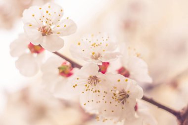 Bulanık çiçek arkaplanı. Dolu çiçekler ve orman ağacının ilk yaprakları. Bahar, ziyafet, kutlama ve güzel çiçek dekorasyonu konsepti. Yumuşak seçici bir odak ile yakın çekim. Ayarlanmış