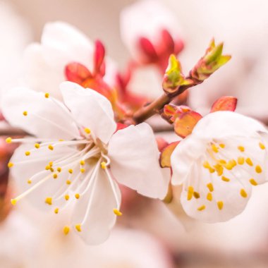 Bahar çiçek konsepti. Kayısı ağacının tam çiçeklenme. Soyut bulanık arka plan üzerinde güzel çiçek. Yumuşak seçici odakla yakın çekim.