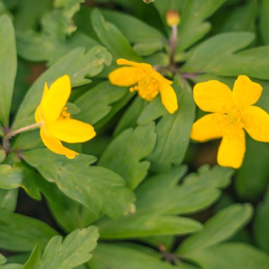Bulanık çiçek arkaplanı. Dolu çiçekler ve orman ağacının ilk yaprakları. Bahar, ziyafet, kutlama ve güzel çiçek dekorasyonu konsepti. Yumuşak seçici bir odak ile yakın çekim. Ayarlanmış