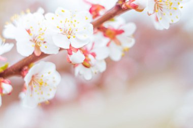 Bulanık çiçek arkaplanı. Dolu çiçekler ve orman ağacının ilk yaprakları. Bahar, ziyafet, kutlama ve güzel çiçek dekorasyonu konsepti. Yumuşak seçici bir odak ile yakın çekim. Ayarlanmış
