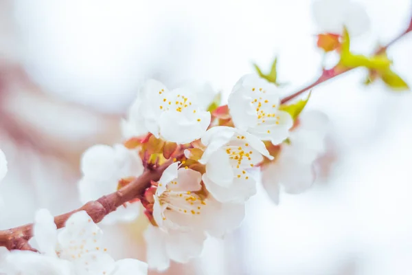 Abstracte Wazige Bloemenachtergrond Vol Bloei Eerste Bladeren Van Bosboom Lente — Stockfoto