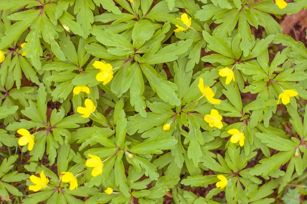 Bulanık çiçek arkaplanı. Dolu çiçekler ve orman ağacının ilk yaprakları. Bahar, ziyafet, kutlama ve güzel çiçek dekorasyonu konsepti. Yumuşak seçici bir odak ile yakın çekim. Ayarlanmış