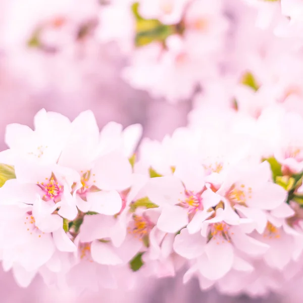 Abstrakte Verschwommene Florale Hintergrund Volle Blüte Und Erste Blätter Des — Stockfoto