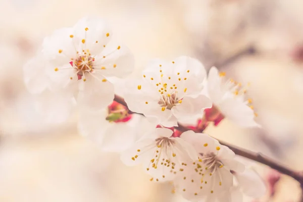 抽象的なぼやけた花の背景 満開と森の木の最初の葉 ごちそう お祝いや美しい花の装飾の概念 ソフト選択フォーカスで終了します トーン — ストック写真