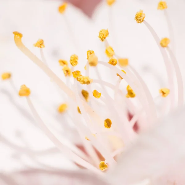 Wiosna Kwiatowy Koncepcji Pełne Kwitnienie Drzewa Morelowego Piękny Kwiat Abstrakcyjne — Zdjęcie stockowe