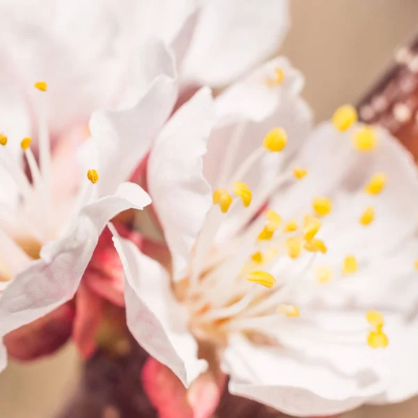 春の花のコンセプト アプリコットの木の完全な開花 抽象的なぼやけた背景に美しい花 ソフト選択フォーカスを持つ詳細なクローズアップ — ストック写真