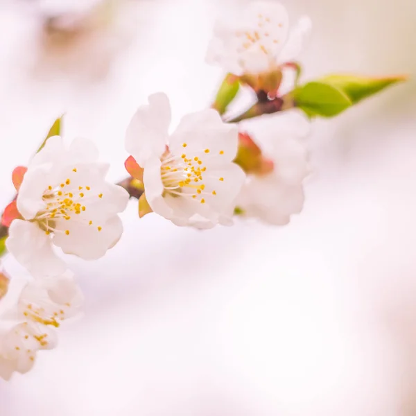 Astratto Sfondo Floreale Sfocato Piena Fioritura Prime Foglie Albero Forestale — Foto Stock