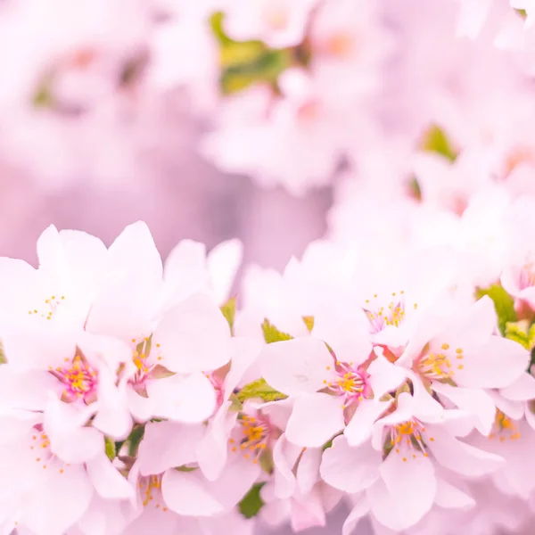 抽象的なぼやけた花の背景 満開と森の木の最初の葉 ごちそう お祝いや美しい花の装飾の概念 ソフト選択フォーカスで終了します トーン — ストック写真