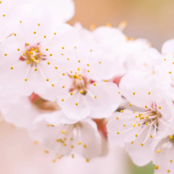 抽象的なぼやけた花の背景 満開と森の木の最初の葉 ごちそう お祝いや美しい花の装飾の概念 軟らかい選択的フォーカスを持つ閉鎖 — ストック写真