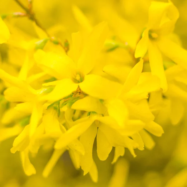 Abstrakt Suddig Blommig Bakgrund Full Blomning Och Första Löv Skogsträd — Stockfoto