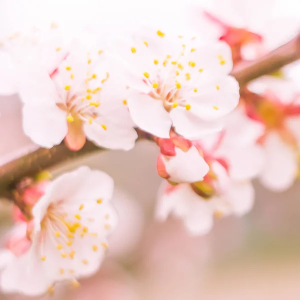 Astratto Sfondo Floreale Sfocato Piena Fioritura Prime Foglie Albero Forestale — Foto Stock