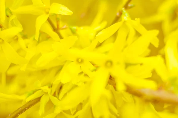 抽象的なぼやけた花の背景 満開と森の木の最初の葉 ごちそう お祝いや美しい花の装飾の概念 ソフト選択フォーカスで終了します トーン — ストック写真