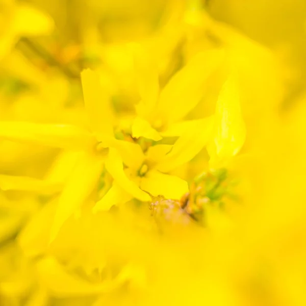 Abstract Blurred Floral Background Full Blooming First Leafs Forest Tree — Stock Photo, Image