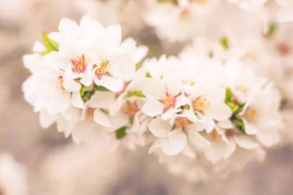 抽象的なぼやけた花の背景 満開と森の木の最初の葉 ごちそう お祝いや美しい花の装飾の概念 ソフト選択フォーカスで終了します トーン — ストック写真