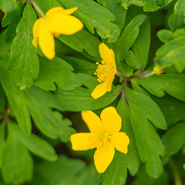Bulanık çiçek arkaplanı. Dolu çiçekler ve orman ağacının ilk yaprakları. Bahar, ziyafet, kutlama ve güzel çiçek dekorasyonu konsepti. Yumuşak seçici odaklı yakın plan