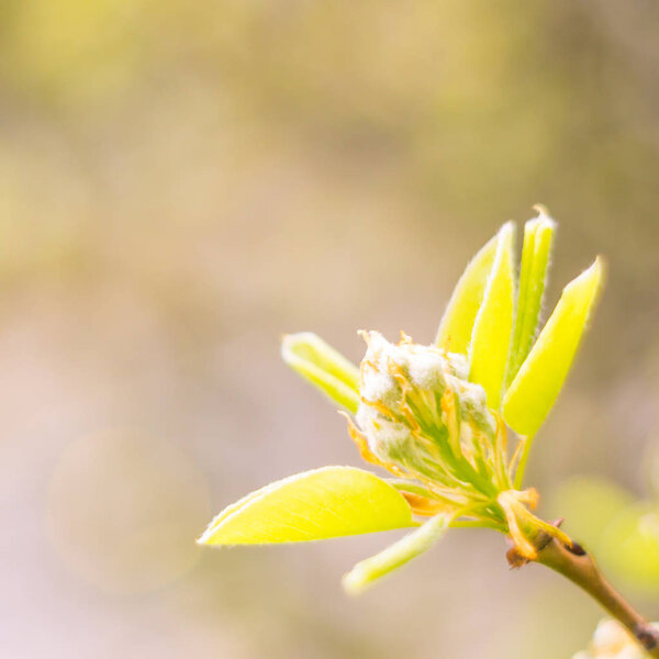 Abstract blurred floral background. Full blooming and first leafs of forest tree. Spring, feast, celebration and beautiful flower decoration concept. Closeup with soft selective focus