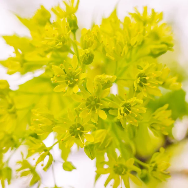 Bulanık çiçek arkaplanı. Dolu çiçekler ve orman ağacının ilk yaprakları. Bahar, ziyafet, kutlama ve güzel çiçek dekorasyonu konsepti. Yumuşak seçici odaklı yakın plan