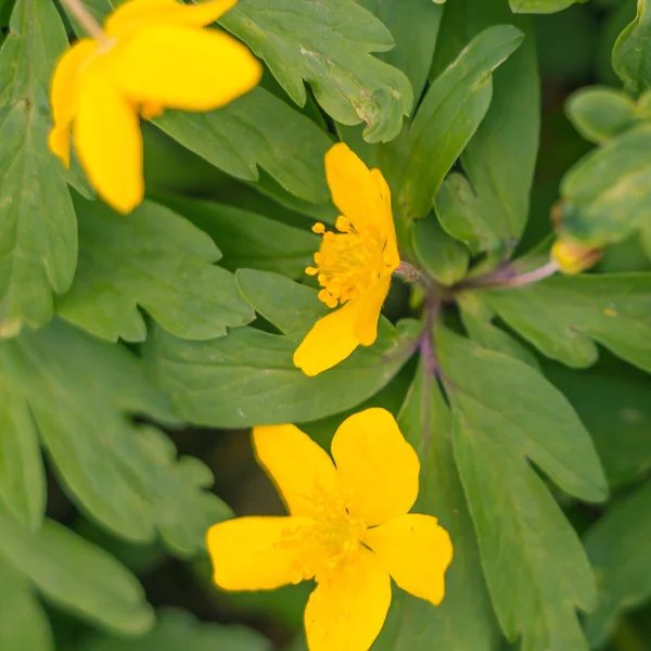 Bulanık çiçek arkaplanı. Dolu çiçekler ve orman ağacının ilk yaprakları. Bahar, ziyafet, kutlama ve güzel çiçek dekorasyonu konsepti. Yumuşak seçici bir odak ile yakın çekim. Ayarlanmış