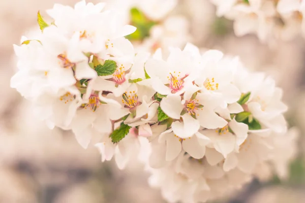 抽象的なぼやけた花の背景 満開と森の木の最初の葉 ごちそう お祝いや美しい花の装飾の概念 ソフト選択フォーカスで終了します トーン — ストック写真