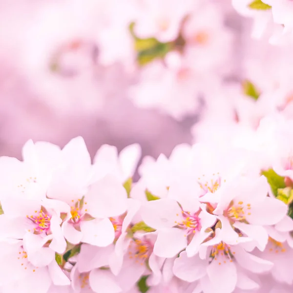 抽象的なぼやけた花の背景 満開と森の木の最初の葉 ごちそう お祝いや美しい花の装飾の概念 ソフト選択フォーカスで終了します トーン — ストック写真