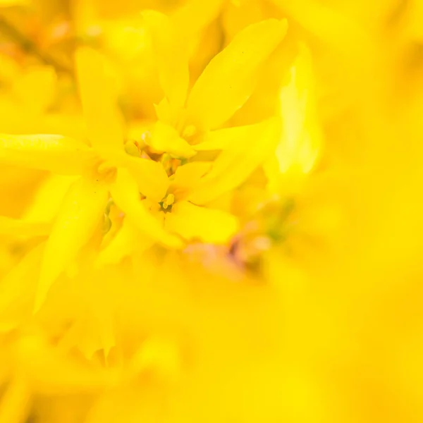 Abstraktní Rozmazané Květinové Pozadí Plně Kvetoucí První Listy Lesních Stromů — Stock fotografie