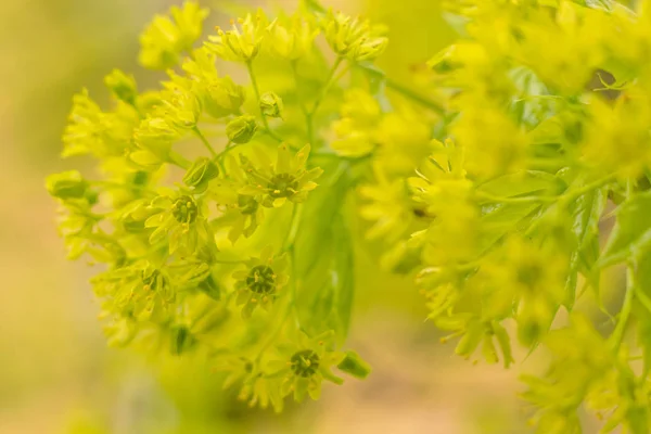 抽象的なぼやけた花の背景 満開と森の木の最初の葉 ごちそう お祝いや美しい花の装飾の概念 ソフト選択フォーカスで終了します トーン — ストック写真