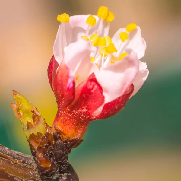 Bulanık çiçek arkaplanı. Dolu çiçekler ve orman ağacının ilk yaprakları. Bahar, ziyafet, kutlama ve güzel çiçek dekorasyonu konsepti. Yumuşak seçici odaklı yakın plan