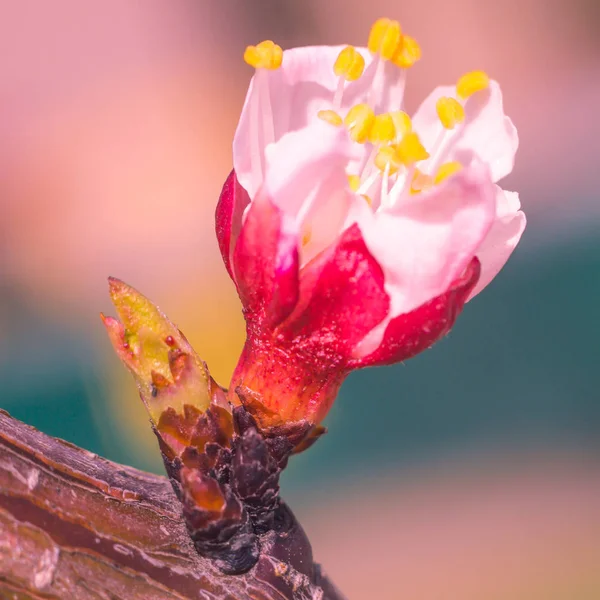 Bulanık çiçek arkaplanı. Dolu çiçekler ve orman ağacının ilk yaprakları. Bahar, ziyafet, kutlama ve güzel çiçek dekorasyonu konsepti. Yumuşak seçici bir odak ile yakın çekim. Ayarlanmış