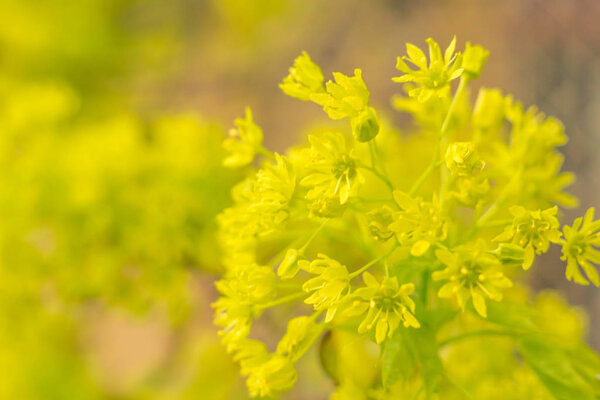 Abstract blurred floral background. Full blooming and first leafs of forest tree. Spring, feast, celebration and beautiful flower decoration concept. Closeup with soft selective focus. Toned