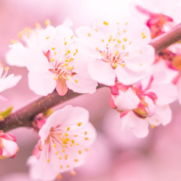 Astratto Sfondo Floreale Sfocato Piena Fioritura Prime Foglie Albero Forestale — Foto Stock