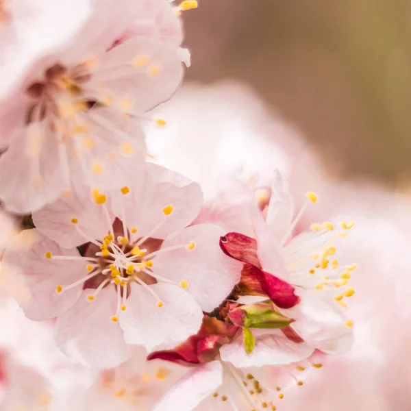 Wiosna Kwiatowy Koncepcji Pełne Kwitnienie Drzewa Morelowego Piękny Kwiat Abstrakcyjne — Zdjęcie stockowe