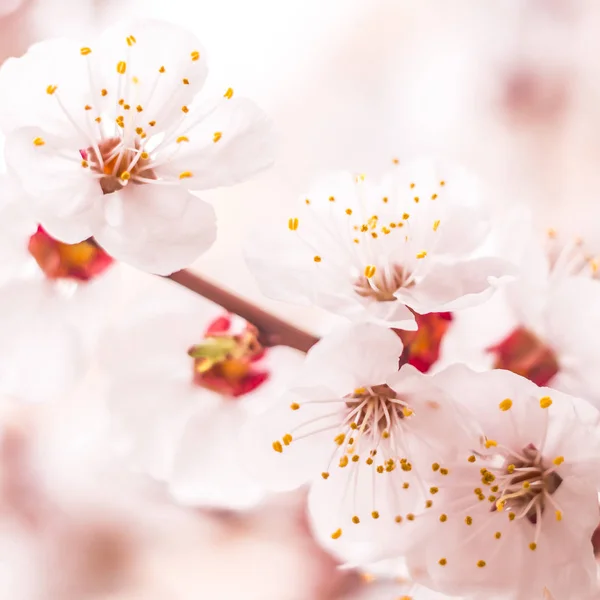 春の花のコンセプト アプリコットの木が満開 抽象的なぼやけた背景に美しい花 ソフトセレクティブフォーカス付きクローズアップ — ストック写真