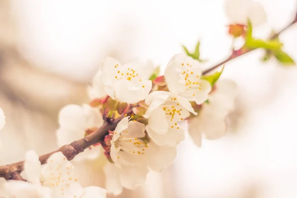 抽象的なぼやけた花の背景 満開と森の木の最初の葉 ごちそう お祝いや美しい花の装飾の概念 ソフト選択フォーカスで終了します トーン — ストック写真