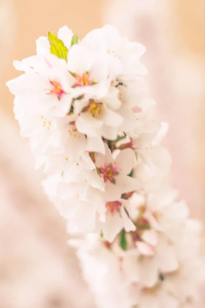 Abstract Blurred Floral Background Full Blooming First Leafs Forest Tree — Stock Photo, Image