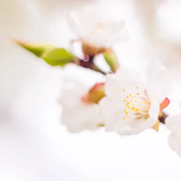 Concetto Floreale Primavera Piena Fioritura Albicocca Bellissimo Fiore Uno Sfondo — Foto Stock