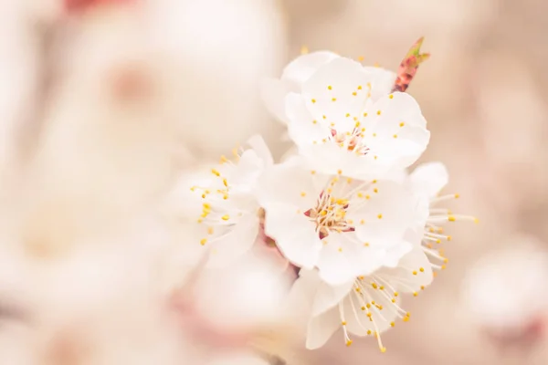 Abstrakte Verschwommene Florale Hintergrund Volle Blüte Und Erste Blätter Des — Stockfoto