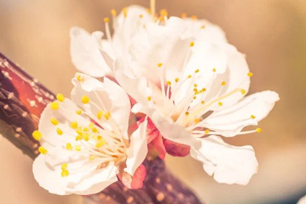 Abstrakt Suddig Blommig Bakgrund Full Blomning Och Första Löv Skogsträd — Stockfoto