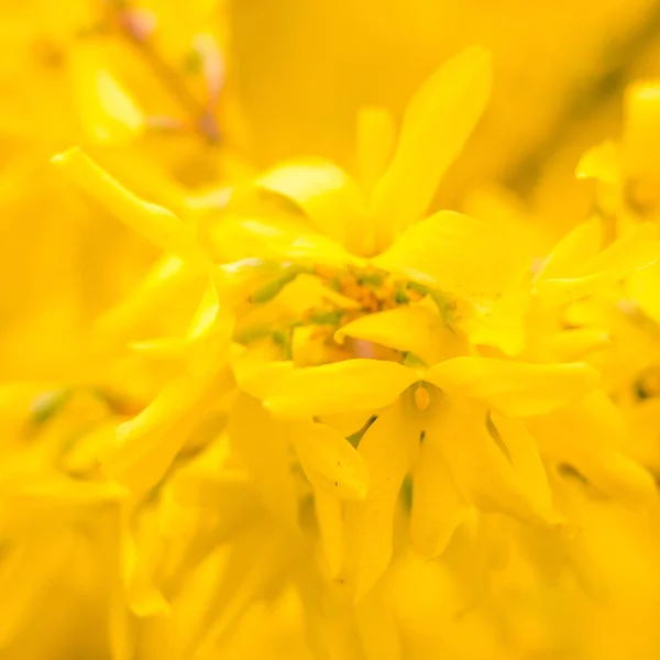 抽象的なぼやけた花の背景 満開と森の木の最初の葉 ごちそう お祝いや美しい花の装飾の概念 ソフト選択フォーカスで終了します トーン — ストック写真