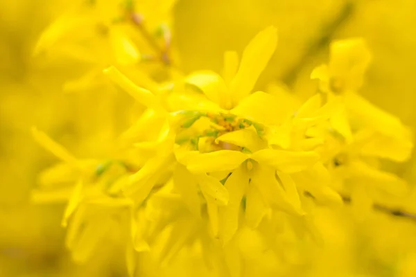 Abstraktní Rozmazané Květinové Pozadí Plně Kvetoucí První Listy Lesních Stromů — Stock fotografie