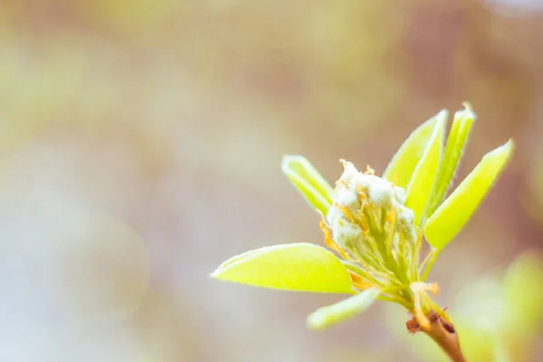 stock image Abstract blurred floral background. Full blooming and first leafs of forest tree. Spring, feast, celebration and beautiful flower decoration concept. Closeup with soft selective focus. Toned