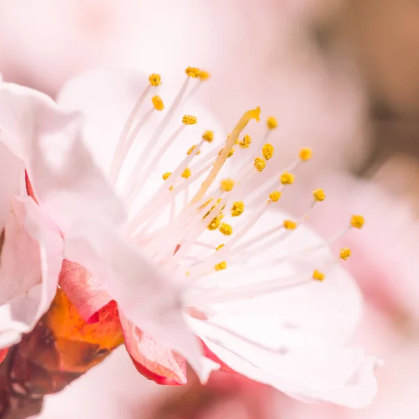 抽象的なぼやけた花の背景 満開と森の木の最初の葉 ごちそう お祝いや美しい花の装飾の概念 軟らかい選択的フォーカスを持つ閉鎖 — ストック写真