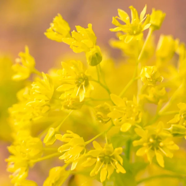 Abstrakt Suddig Blommig Bakgrund Full Blomning Och Första Löv Skogsträd — Stockfoto