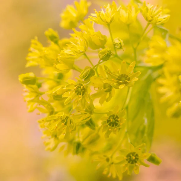 抽象的なぼやけた花の背景 満開と森の木の最初の葉 ごちそう お祝いや美しい花の装飾の概念 ソフト選択フォーカスで終了します トーン — ストック写真